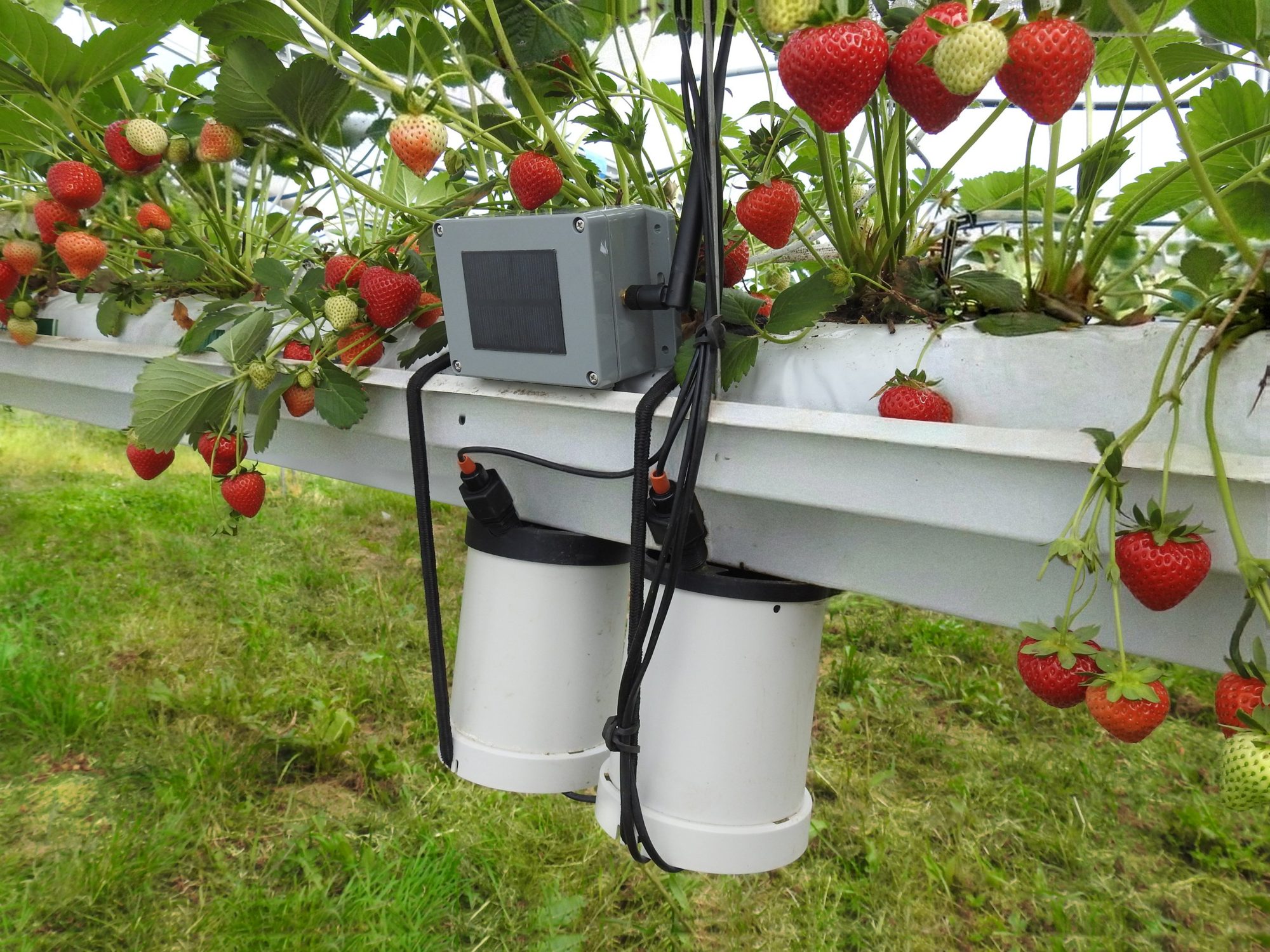 Module Agricapt et pluviomètres installés sous une gouttière de fraises hors-sol